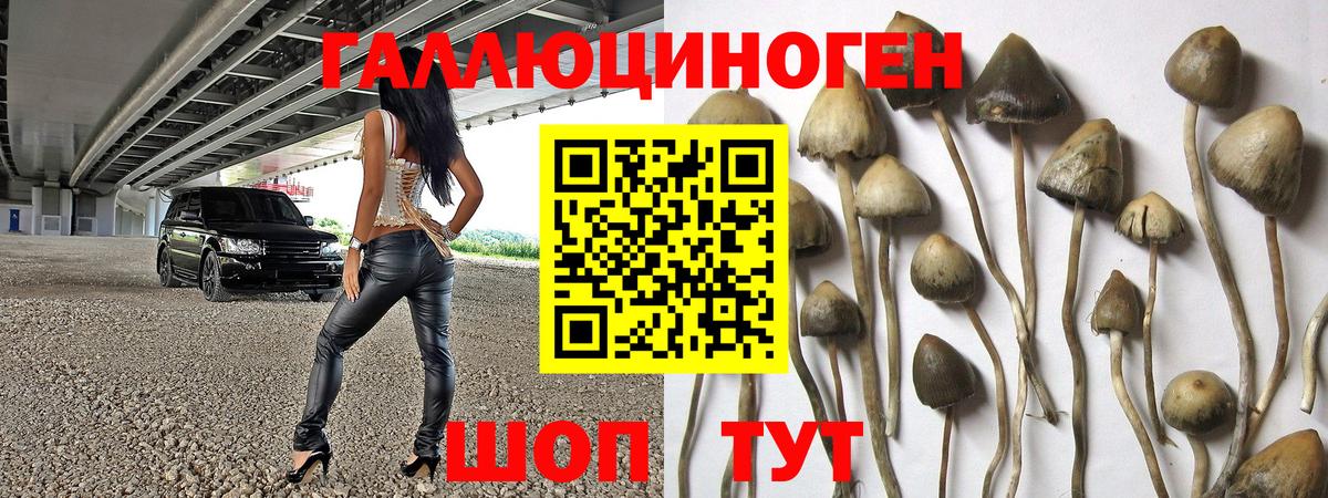 Псилоцибиновые грибы Cubensis Бахчисарай